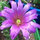 cactuscrazy1