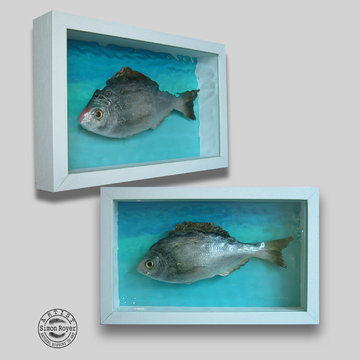 Fish Art Various