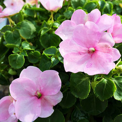 Featured Plants - Products