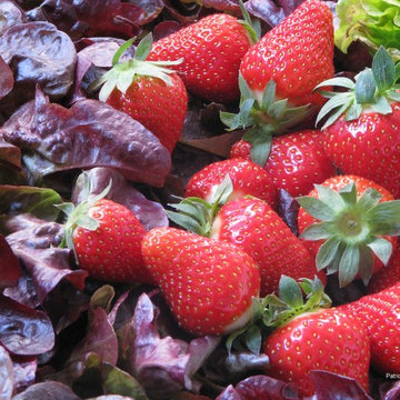 fraises et laitue rouge