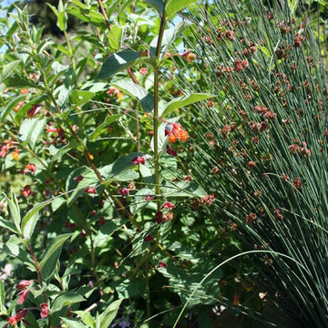 Fairlands Back, California Natives and Edibles
