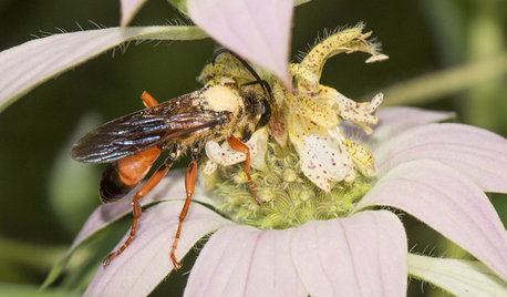 Great Golden Digger Wasp: A Beneficial Flower-Visiting Insect