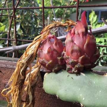 Uncommon Fruits to Grow in Santa Cruz