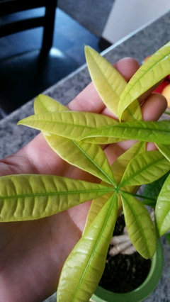 Pachira (money tree) with pale, sick looking leaves? | Houzz Forum
