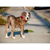 Michael Cohen's photo