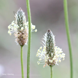 Seed Detail - Photographs