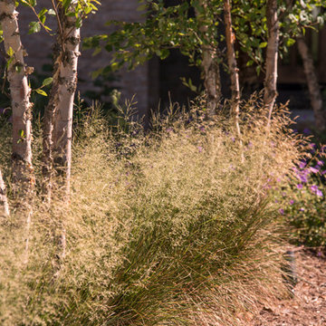 Modern Front Yard Landscape - Mequon