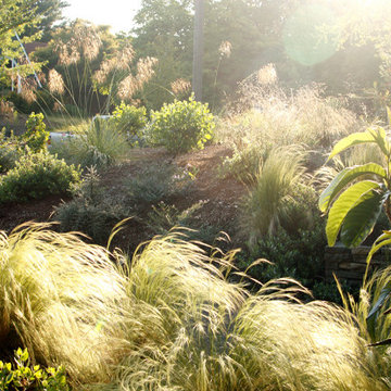 A Mix of Ornamental Grasses and Coastal Natives
