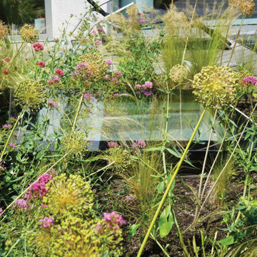 Toiture terrasse de 40m2 à Saint Gilles / Prairie fleurie