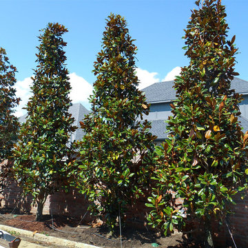 DD Blanchard Magnolia