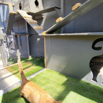 The Purr-fect Playground✨