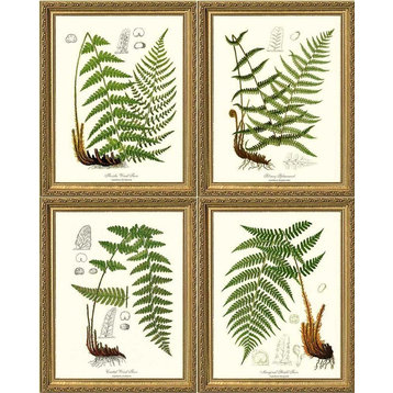 Fern Botanical Prints-4 Framed Antique Vintage Illustrations, Gold Frame, 8x10