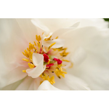 Eye of Peony Nature Photography, Floral Unframed Wall Art Print, 12" X 16"