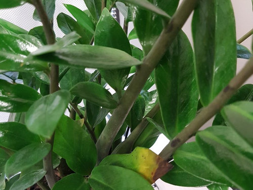 Does This Zz Plant Need Repotting Or Something Else Does This Zz Plant Need Repotting Or Something Else