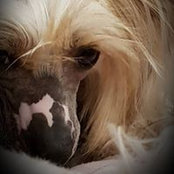 Anne Hellmuth's photo