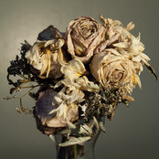 Photo de Ashley Willard