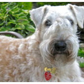 Lola Wheaten's photo