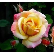 Sue Cathcards foto