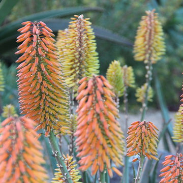 Aloe 'moonglow' Dances With An Aloe capitata hybrid