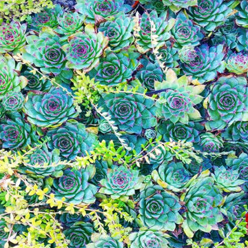 Rock Garden