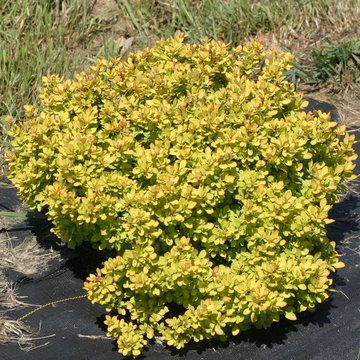 Sunjoy® Mini Saffron Barberry (Berberis thunbergii)