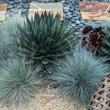 Landscape Ideas