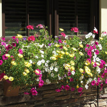 Window Boxes & Color