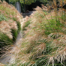 Lassen Sie Gras drüber wachsen! Basics zum Gräsergarten