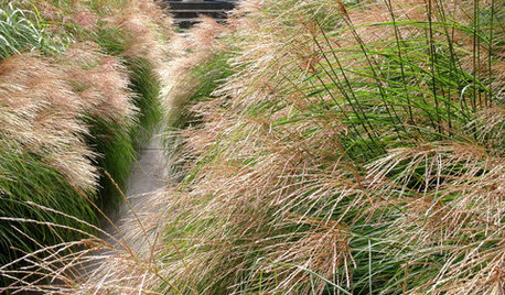 Lassen Sie Gras drüber wachsen! Basics zum Gräsergarten