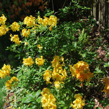Garden Ideas