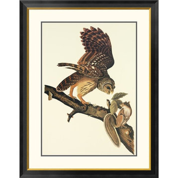 "Barred Owl" Framed Digital Print by John James Audubon, 32x40"