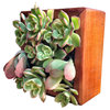 Vertical Succulent in Reclaimed Wood Kit