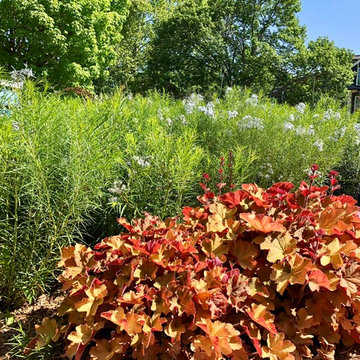 Heuchera and amsonia.
