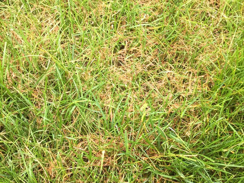 Can you spot spray lawn fungus? Is this fungus?