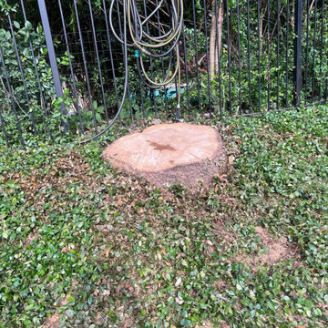 Tree Removal and Emergency Tree Service