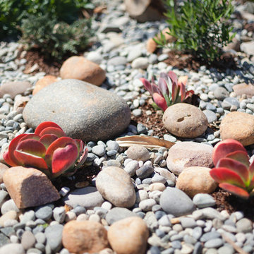Eclectic Drought Tolerant San Diego