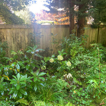 Woodland Meets Backyard