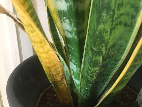 Snake plant help?