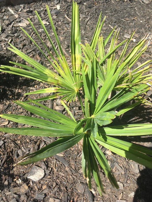 What’s wrong with windmill palm?