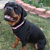 Michele Pitillo-Nyberg's photo