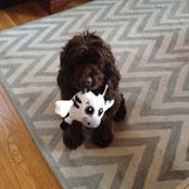 Foto von Rhonda Silverman