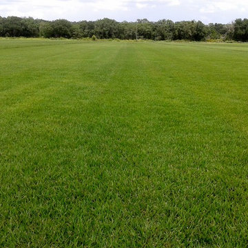 Empire Zoysia Field