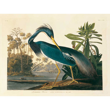 Louisiana Heron Plate 217 Fine Art Giant Canvas Print 72"X54"
