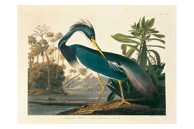Louisiana Heron Plate 217 Fine Art Giant Canvas Print 72"X54"