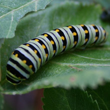 Insects and Pests