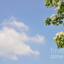 Nature and Landscapes Fine Art Photography and Paintings for your walls