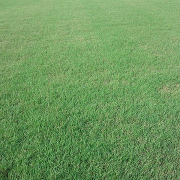 Premium Turf Building / Golf course quality lawns