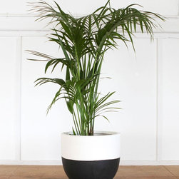 Pop & Scott Black Dipped Pot | Pop & Scott - Outdoor Pots And Planters