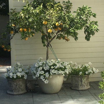 Snapdragons, Violas, and Allysum