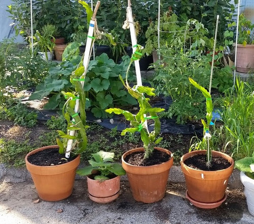 Staking Up Dragonfruit Multiple Leads Pitaya